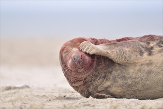 Grey Seal (Halichoerus grypus)