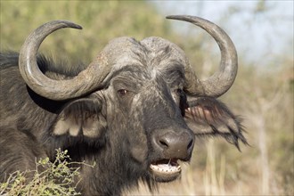 Kaffernbuffel (Syncerus caffer caffer)