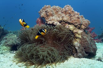 Clark's Anemonefish (Amphiprion clarkii) at a coral reef with a Sebae Anemone (Heteractis crispa)
