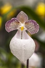 Blossom of a Lady's Slipper Orchid (Paphiopedilum micranthum)