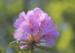 Catawba Rhododendron (Rhododendron catawbiense)