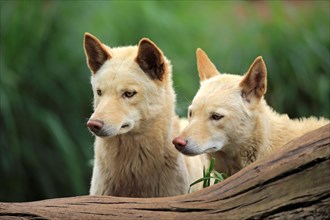 Dingoes (Canis familiaris dingo)
