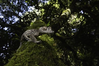 Giant leaf-tailed gecko (Uroplatus giganteus) on mossed tree trunk
