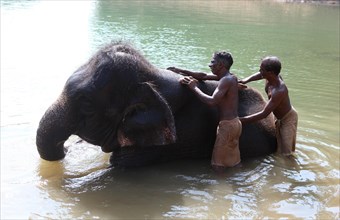 Two mahouts cleaning an Asian Elephant (Elephas maximus)
