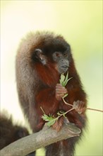 Coppery Titi Monkey or Red Titi Monkey (Callicebus cupreus)