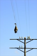Dead duck hanging on a power line