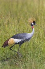 Grey crowned crane (Balearica regulorum) walking in tall grass