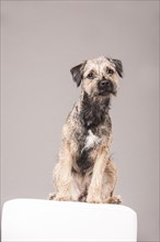 Border Terrier sitting on a stool