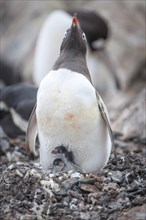 Gentoo Penguin (Pygoscelis papua) and chick at the nest