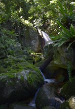 Waterfall on Nosy Mangabe