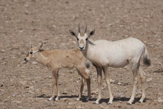Arabian Oryx (Oryx leucoryx) with a calf
