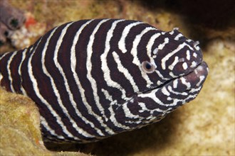 Zebra moray (Gymnomuraena zebra)