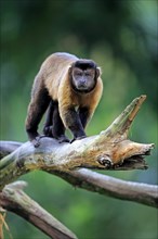 Brown Capuchin or Tufted Capuchin (Cebus apella)