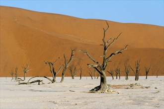 Dead acacia trees and red sand dunes
