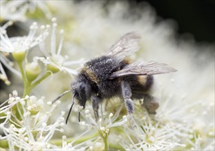 Bumblebee (Bombus hortorum) collecting nectar and pollen from a Climbing Hydrangea (Hydrangea petiolaris)