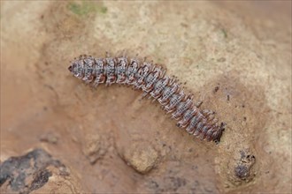 Flat-backed Millipede (Polydesmus angustus)
