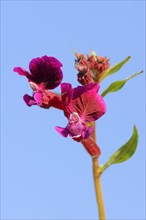 Creeping Waxweed or Cuphea (Cuphea procumbens)