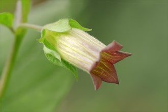 Deadly Nightshade (Atropa belladonna)