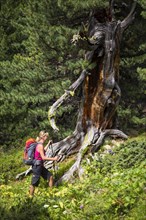 Woman hiking through the pine forest God Tamangur
