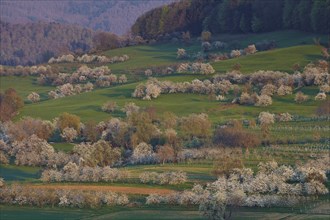 Blooming cherry trees in Eggener Valley