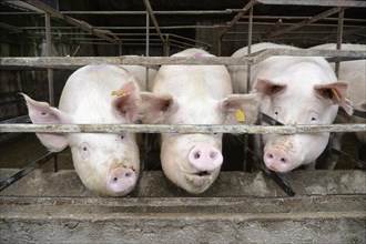 Pigs in a pig farm