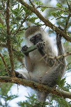 Vervet Monkey (Chlorocebus) feeding