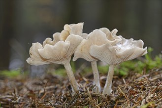 Clitocybe mushrooms (Clitocybe sp.)