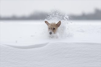 Young Jack Russell Terrier bitch running across a field and sinking into the deep snow