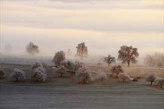 Fruit trees with hoarfrost and fog
