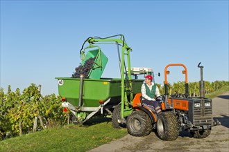 A small tractor is taking harvested grapes out of a vineyard