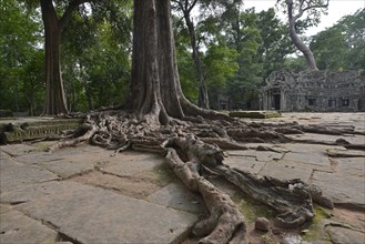 Ta Prohm temple complex overgrown with strangler fig(Ficus virens)