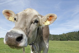 Allgau Cow on a pasture