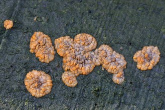 Wrinkled Crust (Phlebia radiata)