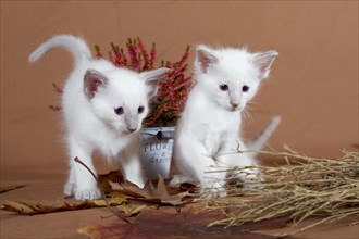 Two Balinese kittens in an autumnal setting