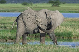 African Elephant (Loxodonta africana) cooling down at the Namutoni water hole