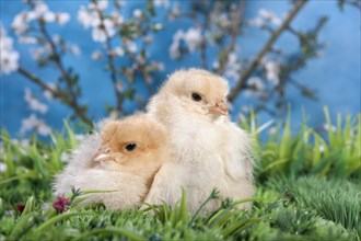 Domestic fowl chicks