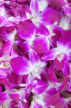 Pink and white orchid flowers (Dendrobium)
