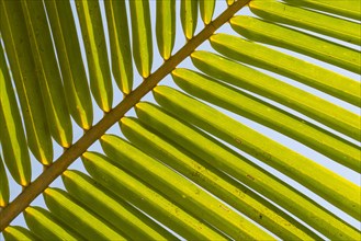 Structure of a green palm frond
