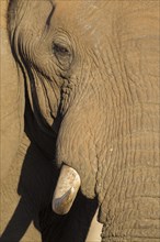 African Elephant (Loxodonta africana)