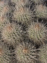 Cottontop Barrel Cactus (Echinocactus polycephalus)