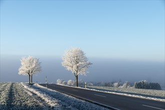 Country road with hoarfrost at Witthoh ridge