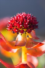 Roseroot (Rhodiola rosea)