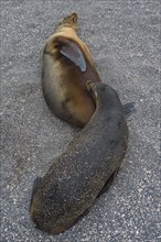 Galapagos Sea Lion (Zalophus californianus wollebaeki) pup suckling