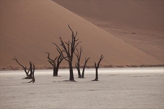 Dead trees in the Dead Vlei desert