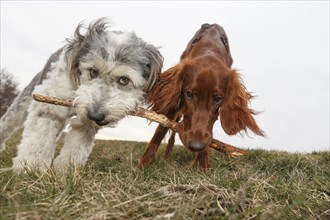 Two dogs jointly carrying a stick