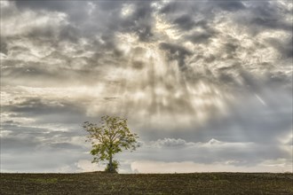 Solitary tree on a field