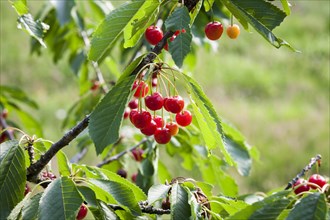 Fresh Cherries (Prunus avium) growing on a wild cherry tree in summer