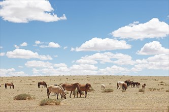 Grazing Mongolian horses