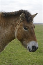 Przewalski's Horse (Equus ferus przewalskii)