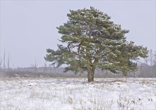 Winter in Duvenstedter Brook Nature Reserve